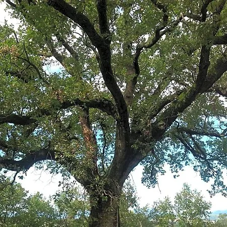 La Quercia 3*
