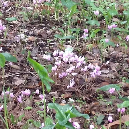 Bed & Breakfast La Quercia