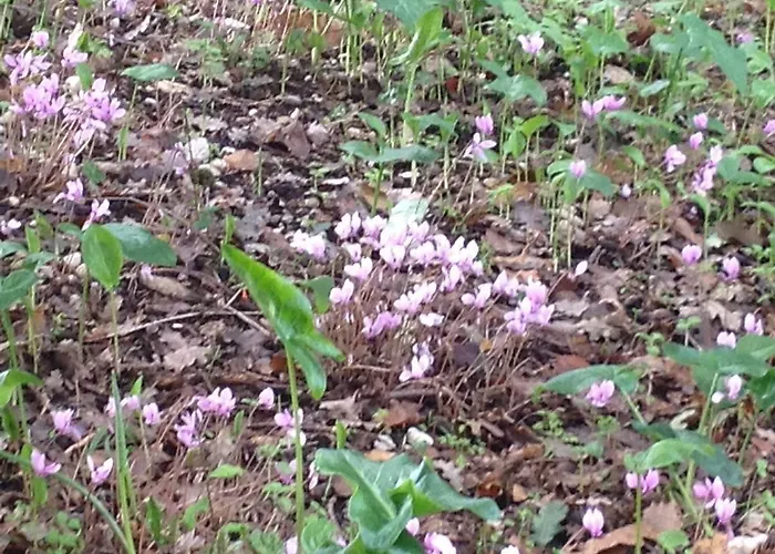 Oda ve Kahvaltı La Quercia